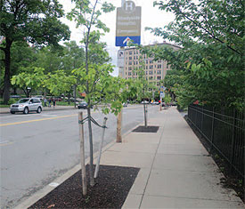 Newly planted trees near Shadyside Hospital.