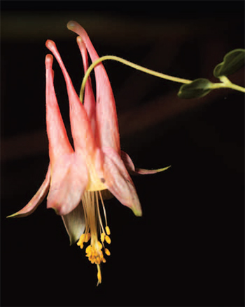 Wild columbine (Aquilegia canadensis) found in
Hells Hollow, a trail in McConnells Mill State Park.<br />
Photo by: Greg Funka