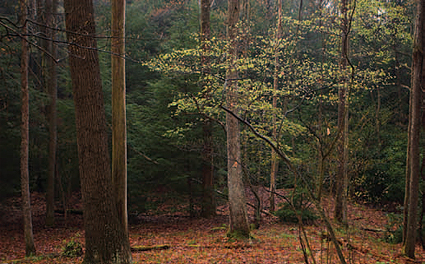 Interior forest of Quebec Run Wild Area
Photo courtesy of: Shahid Durrani