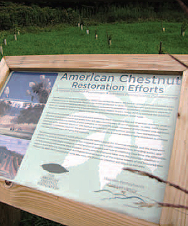 Interpretive sign at the Bear Run chestnut tree
demonstration area helps visitors understand
the efforts to restore this tree species.
