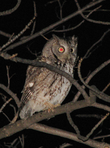 screech owl