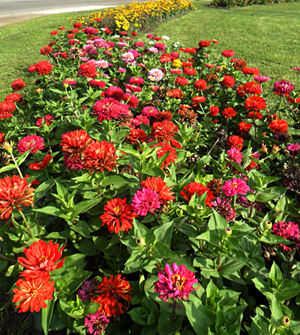 A community garden near Rankin Bridge in Whitaker, Pa.