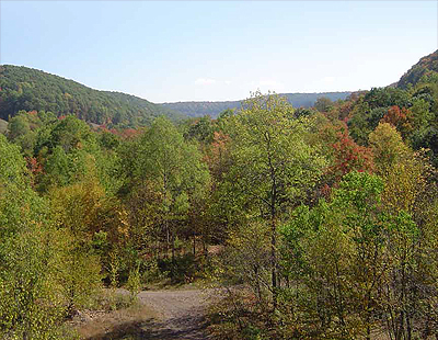 Bennett Branch Forest