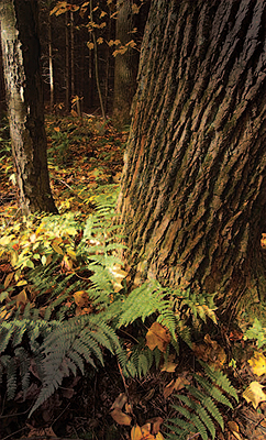Interior forest, Bear Run Nature Reserve
Photo by: Greg Funka