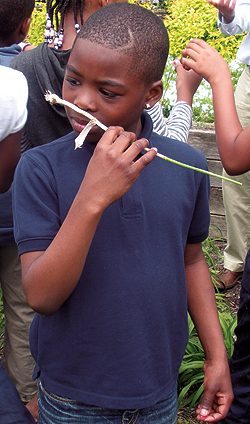 A student at Fulton Elementary School takes in the 
sights and smells of the school’s Nature Yard.  