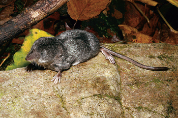 The Conservancy is assessing the quality of critical habitats for a variety of species, 
including the northern water shrew.