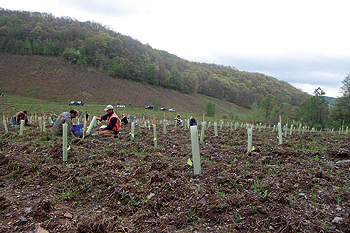 Andy Zadnik, WPC’s land stewardship manager, helps a volunteer place a seedling in a tree tube at the progeny testing site in the Bennett Branch Forest. 