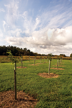 This riparian zone in French Creek is an example 
of the work WPC’s Watershed Conservation 
Program is doing, with financial support from 
the Richard King Mellon Foundation. 