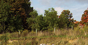 Buffers near streams, prevent bank erosion, create wildlife habitat and cool water temperatures for aquatic organisms. 