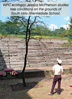 WPC worker surveying the school grounds