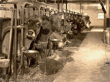 Kaufmann built a state-of-the-art
milking parlor for his cows.