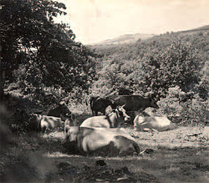 Kaufmann’s Jersey cows grazing in the pasture near the barn,
circa 1940.