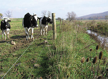 In addition to being a key tool for improving the water quality,
streambank fencing helps keep livestock healthier.