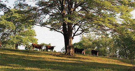 Rotational grazing, as practiced on this farm in Indiana
County, can improve the productivity of a farm and reduce
the amount of sediment and nutrients that enter waterways.