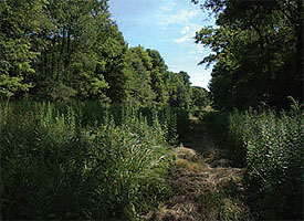 The 2012-2014 strategic plan states that WPC will continue
to “significantly accelerate land conservation in high-value
conservation areas” as it did with the acquisition in February
of 55 acres in Venango County to permanently protect the
habitat of the eastern massasauga rattlesnake (Sistrurus
catenatus catenatus), a state-endangered species. This
strategic initiative is one of 11 identified in the 2012-2014
Strategic Plan.