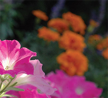 Flowers from a community garden.