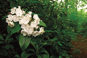 Mountain laurel blooms in Bear Run Nature Reserve in Fayette County, Pa. 
Photo courtesy of Greg Funka.