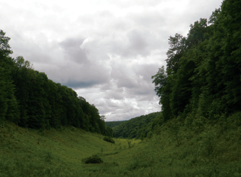 Bennett Branch Forest