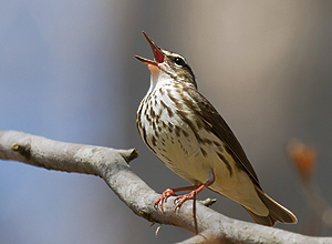 Louisiana waterthrush (Parkesia motacilla)
