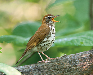 Wood thrush (Hylocichla mustelina)