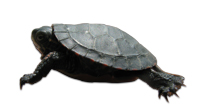Painted Turtle (Chrysemys picta)