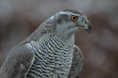 Northern goshawk (Accipiter gentilis)