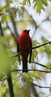 scarlet tanager