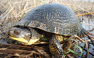 Blandings Turtle
