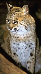 bobcat