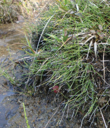 Dwarf scouring rush
