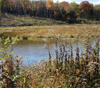 Morrison Run, above the upper dam.