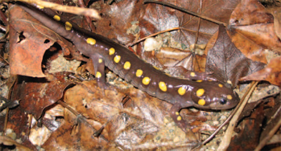Nighttime visitors to Wolf Creek Narrows may see
spotted salamanders.