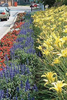 Daylilies and blue salvias bloom in
the Erie garden.