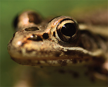 Pickerel frog.
Photo by: Greg Funka