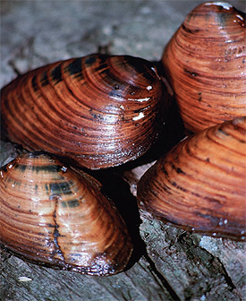 Rare species like the clubshell mussel live in
French Creek, which runs through this newly
protected property.
Photo by: Craig Stihler, U.S. Fish and Wildlife
Service