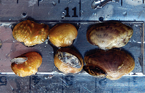 The grey zebra mussels attach themselves to various types of
juvenile mussels.