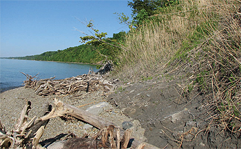 Phragmites grass growing along
the Lake Erie shoreline.