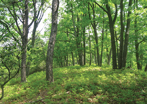 The critically threatened golden-winged warbler prefers early successional habitats for nesting.