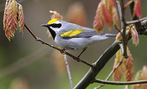 A small songbird, the golden-winged warbler is often gray with a yellow cap and wing bans.
Photo courtesy of: Mikey Lutmerding