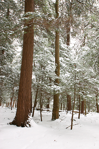 Snowy forest
