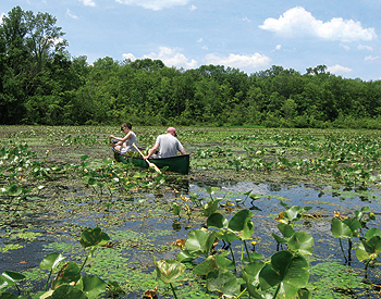 Thick mats of invasive water chestnut choke 
Lake Towhee in Haycock Township, 
Photo courtesy of Bucks County Conservation District 
