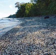 Zebra Mussels, Photo courtesy of Sara Grisé-Stahlman, PA Sea Grant