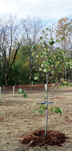 WPC’s Watershed Conservation Program has 
protected 16,000 feet of stream and creek by 
planting trees and shrubs in riparian zones. 