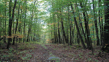 The Conservancy’s watershed staff provides technical assistance, develops river conservation plans and restores streams across the region.