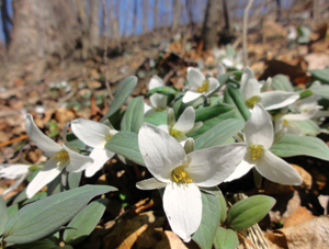 Snow Trillium (Trillium nivale)